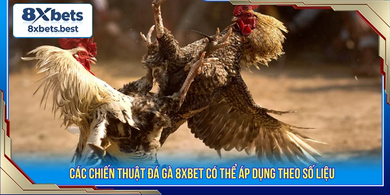 Đá Gà 8XBET - Sảnh Cá Cược Nảy Lửa Với Tỷ Lệ Kèo Ngon 3 Đá gà 8XBET chiến thuật thông minh